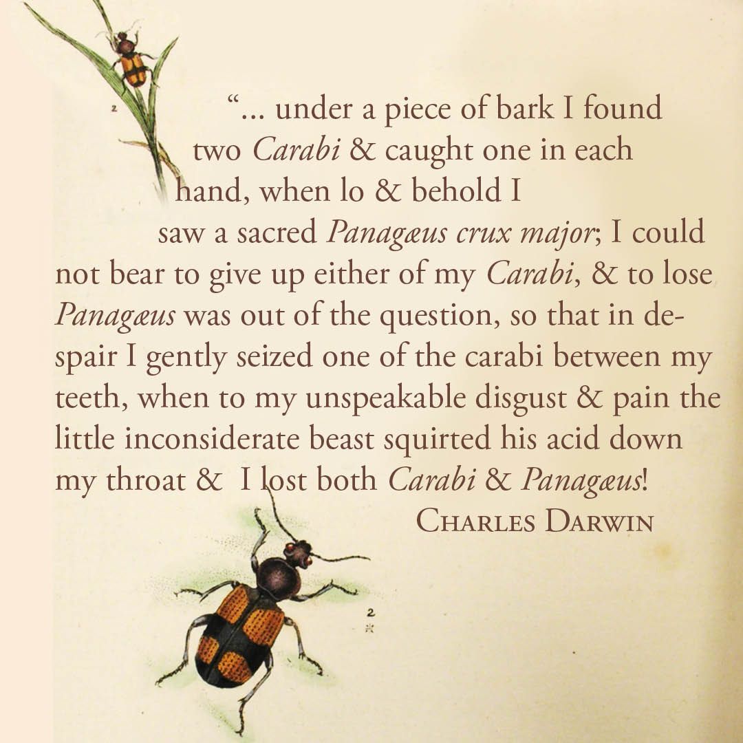 🐞#Bug enthusiasts! Two new populations of one of Britain's rarest beetles were recently discovered in Devon. The Blue Ground Beetle (Carabus Intricatus) was found at two sites on Dartmoor in November 2022, by staff from conservation charity @buglife_ict. The species is the UK's largest ground beetle. 
🕵️‍♂️
In this extract, Charles Darwin describes a painful encounter with a rare beetle, while out collecting in the Fens in his undergraduate days, in a letter (1846) to a fellow entomologist, Leonard Jenyns. Jenyns went on to assist Darwin with his fish specimens from the voyage of ‘The Beagle’ and became a lifelong friend. All their correspondence, along with many books and specimens donated by Jenyns, is in the Collections of Bath Royal Literary & Scientific Institution. #darwin #charlesdarwin #beetles #carabi #entomology #bug #buglife #carabid #rare #nature #naturalhistory #bluegroundbeetle #brlsi #Bath #bathnaturalhistory