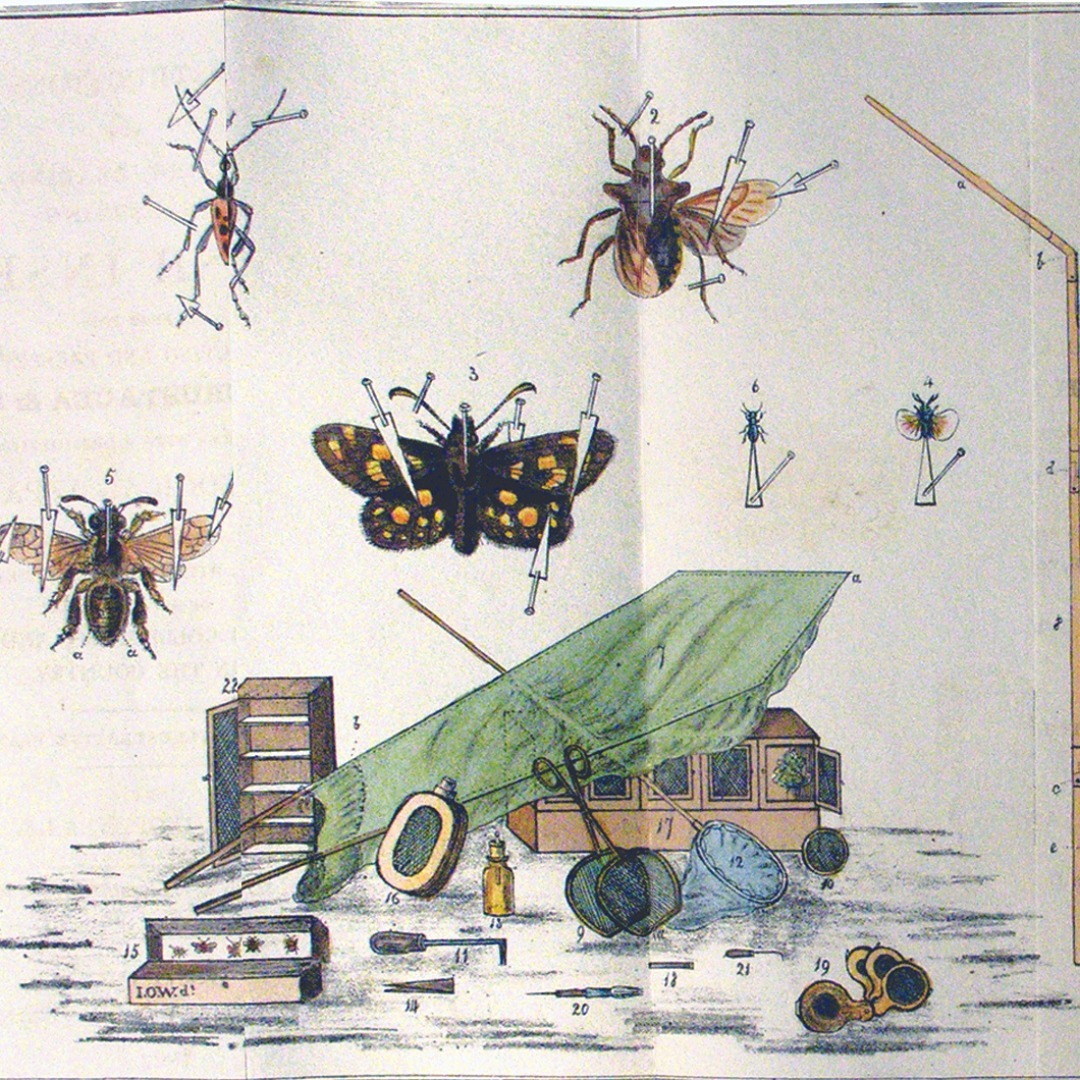 From the #BRLSI collection. This illustration is from an 1827 book which gives advice on how to preserve their specimens once captured. Collecting insects was something of an obsession for many 19th century amateur naturalists. Some exceptional naturalists expressed compassion for the victims:  James Barbut (1711-1788) wrote “I cannot help reflecting on this tyranny, this wanton cruelty, exercised by thoughtless man, on many animals but especially in insects: "tis certain, that every animal possessing life, has feeling; and, therefore, is as capable of suffering pain, as of enjoying pleasure”. Visit our website to find out more about the BRLSI collection. 
#bath #bugs #naturalist #specimens #insects #life #nature #loveinsects #museum #collection #history #Jamesburbut #butterfly #preserving