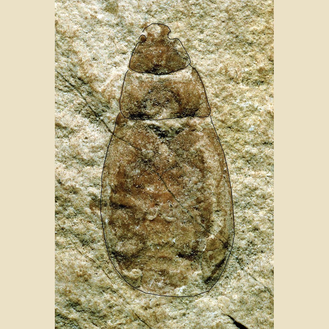 🔍This delicate #fossil #beetle from the #BRLSI collection was found in a quarry near Ilminster by the Victorian amateur geologist Charles Moore. Here he discovered spectacular fossils from the Lower Jurassic;  which represent an almost complete near-shore ecosystem, the Strawberry Bank Lagerstatte, preserved in great detail thanks to the rapid decay which took place in this warm shallow sea around 183 million years ago. Follow the link in our bio to discover more about the items in our collection.
#ecosystem #nature #discovery #geology #geologist #charlesmoore #strawberrybanklagerstatte #preserved #jurassic #strawberrybanklagerstatte #sea #Ilminster