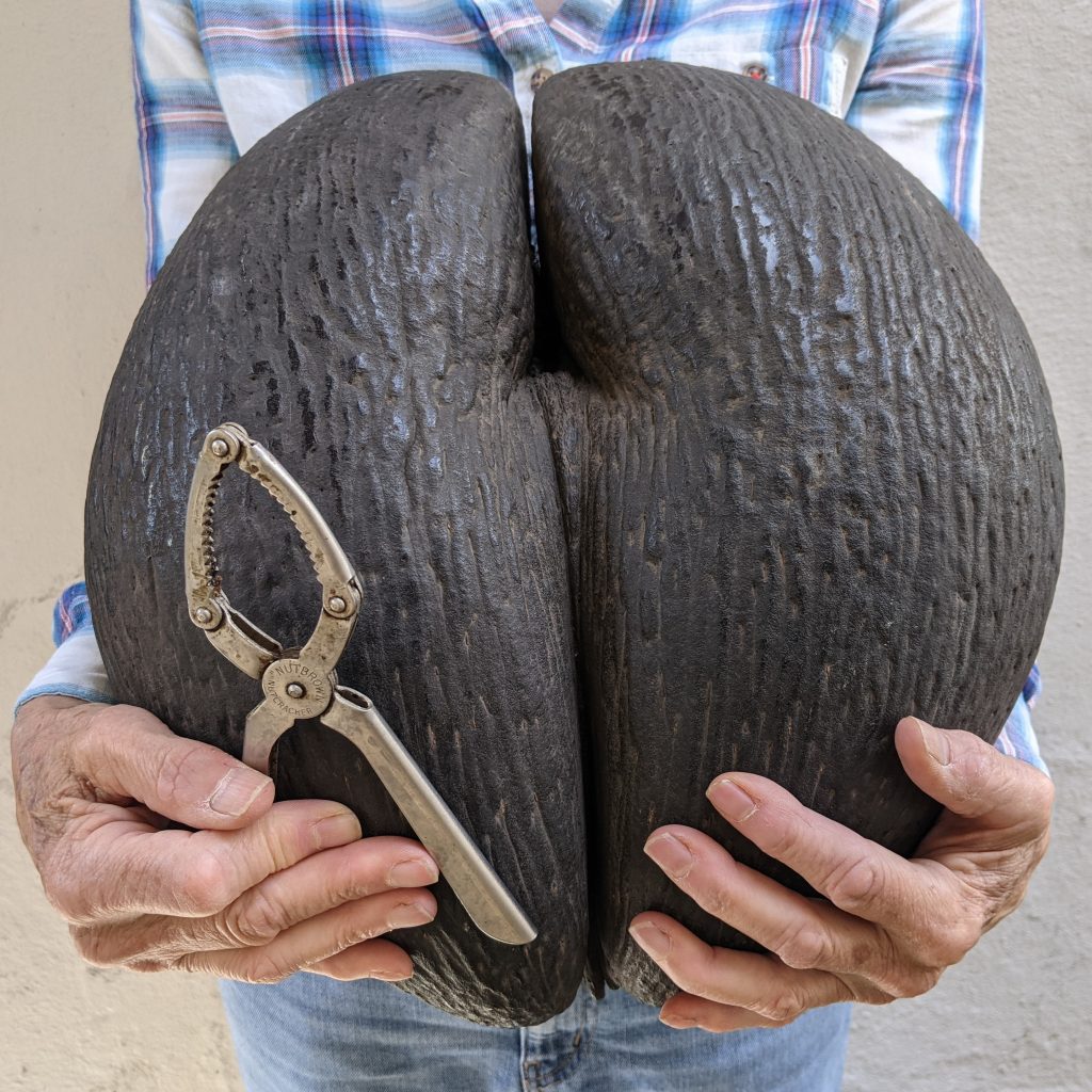 Large Coco de Mer seed held by someone, along with some inadequate nut crackers
