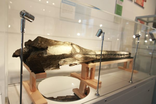 160-million year old Jurassic crocodile in a new case paid for by the Art Fund 
