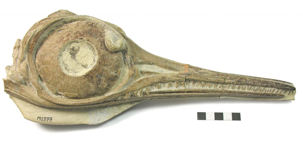 Skull of an ichtyosaur with three-dimensional preservation, demonstrating the superb preservation from this site