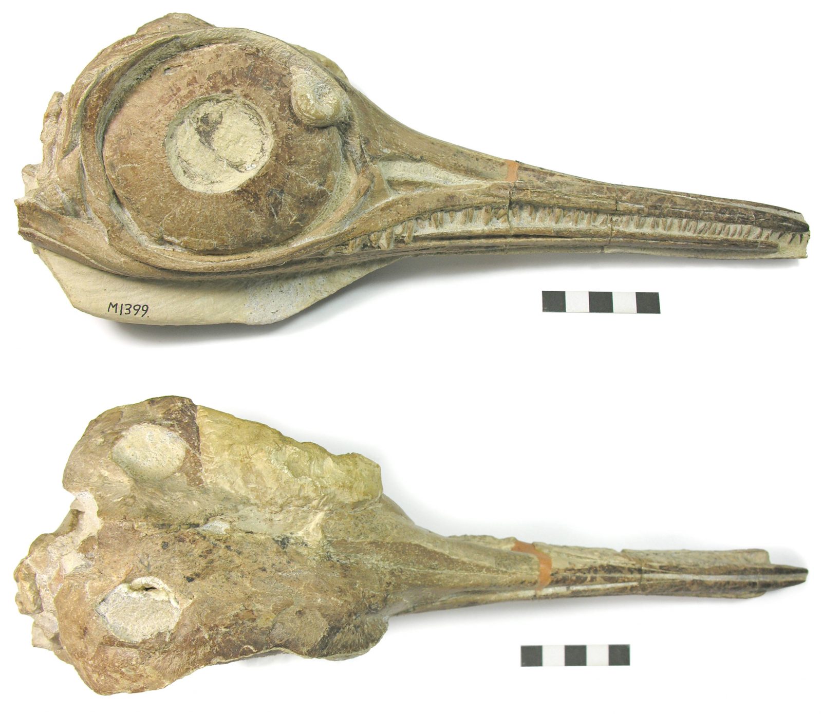 The right anterior and dorsal view of the skull of the specimen to the left