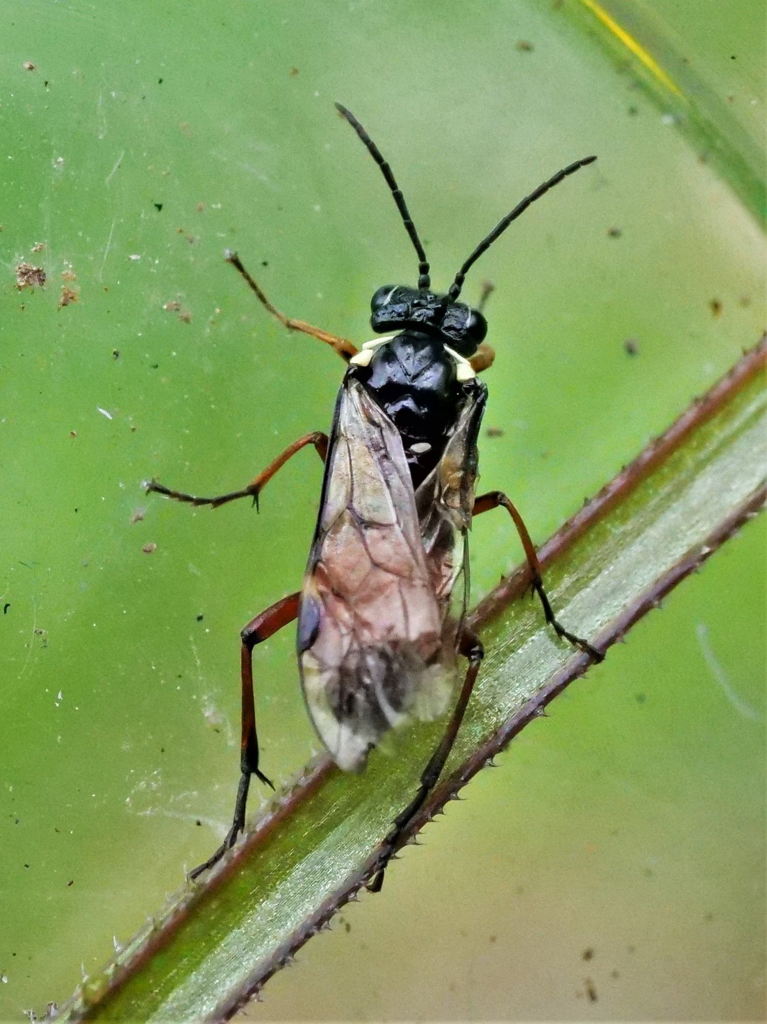 Aglaostigma aucupariae (Dark-vented Bedstraw Sawfly) – Bath Royal Literary  and Scientific Institution