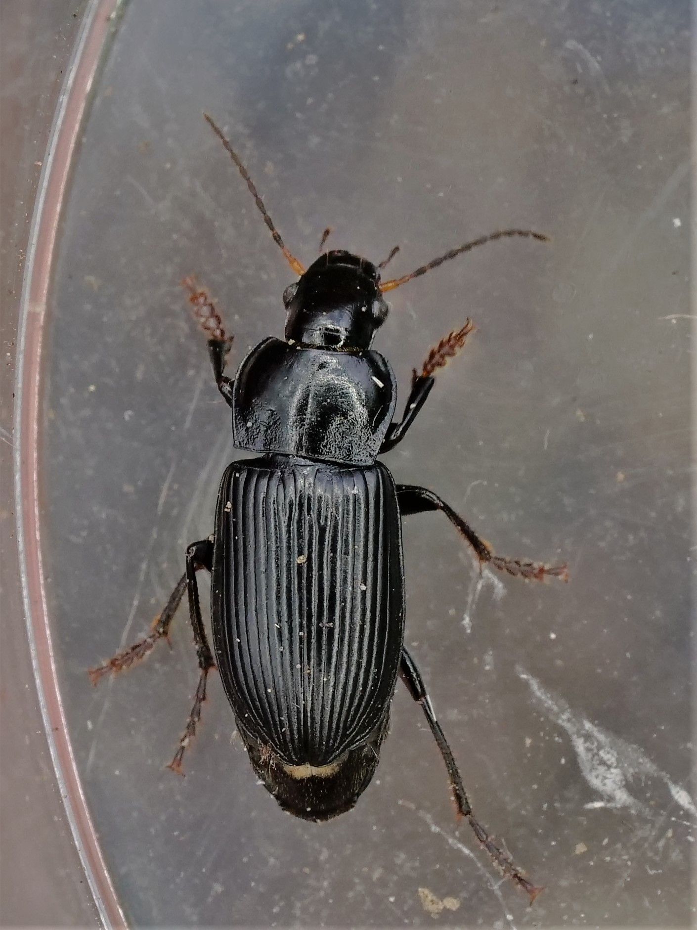 Anisodactylus binotatus (Fabricius – 1787) (a Ground-beetle
