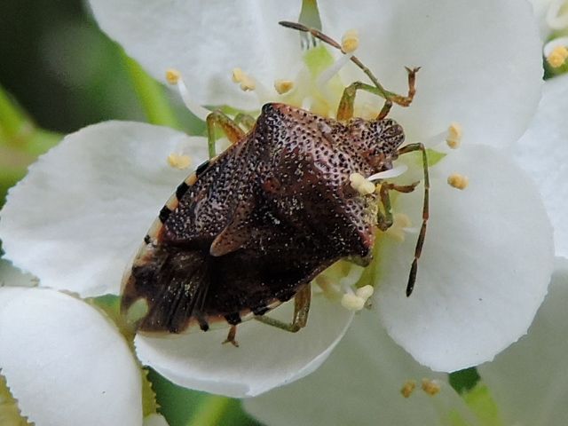 Elasmucha grisea (Linnaeus – 1758) (Parent Bug) – Bath Royal